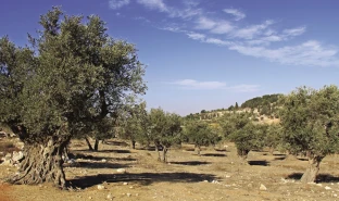 Palestina la terra di Gesù